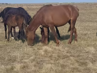 घोड़ी, Horse breed — फ़ोटो 3