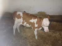 公牛, Simmental cattle — 照片 1