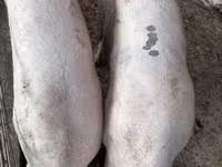 Locha, Крупная белая — zdjęcie 1
