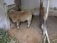 Kos, Merino sheep — 4. fotó