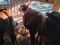 Toro, Simmental cattle — foto 6