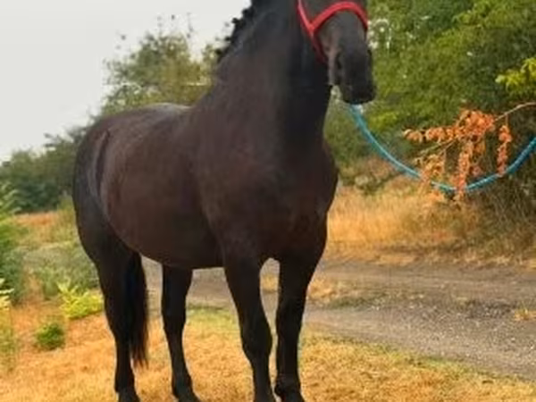 母马, Horses