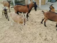 Kozel, Alpine goat — foto 5