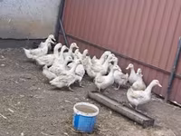 Ducks — 照片 2