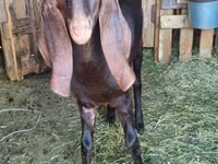Ziegenbock, Kamori goats — Foto 2