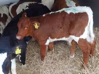 Bika, Simmental cattle — 4. fotó