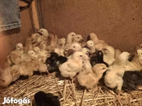 Chickens — foto 4