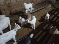 Cabra, Saanen goat — foto 6