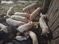 母猪, Pigs — 照片 6