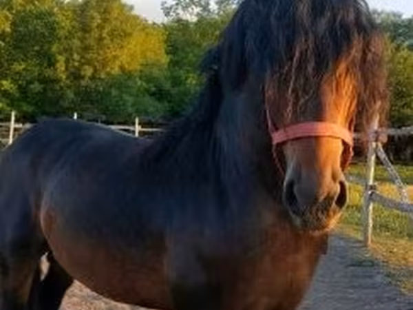 公马, Hungarian horse breed