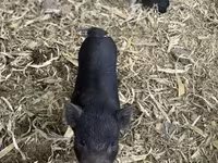 母猪, Pigs — 照片 7