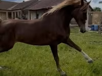 Kanca, Dutch warmblood horse — 1. fotó