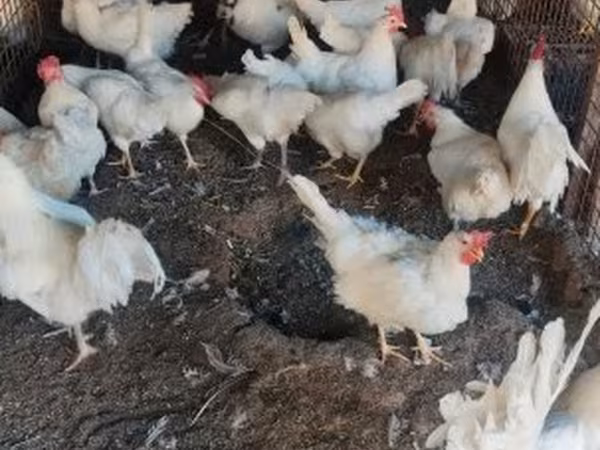 Chickens — Magyarország