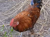 Chickens — 照片 2