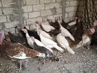 أبيض عريض الصدر — الصورة 1