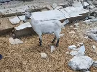 Cabra, Cabras — foto 2