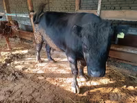 Byk, Aberdeńsko-anguska — zdjęcie 1