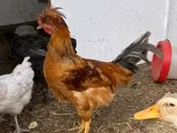 Chickens — foto 4