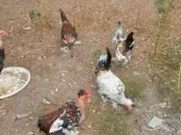 Chickens — 5. fotó