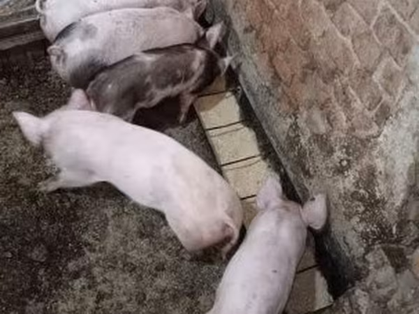 Pigs (batch, sex not specified),  — Hungary