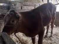 Bika, Simmental cattle — 6. fotó