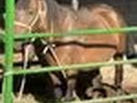 Jument, Chevaux — photo 6