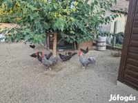 Chickens — Foto 3