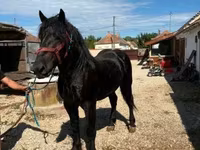 Horse (M), Percheron — photo 2