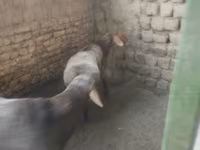 Owca, Owce — zdjęcie 3