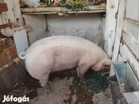 Sow, Pigs — photo 3