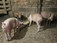 सूअर (लॉट, लिंग निर्दिष्ट नहीं), सूअर — फ़ोटो 3