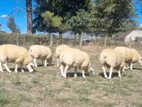 Kos, Texel sheep — 2. fotó