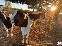 Nőstény kecske, Boer goat — 3. fotó