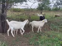 Goat, Goats — photo 5