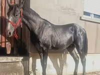 حصان, Lipizzaner — الصورة 4