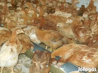 Chickens — photo 5