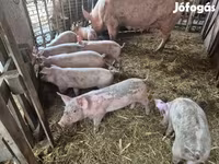 Schweine (Partie, Geschlecht nicht angegeben), Schweine — Foto 2