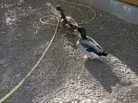 Ducks — photo 2