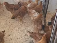 Chickens — الصورة 2