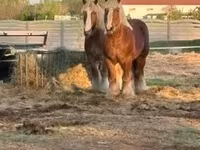 Horse (M), Belgian Draught — photo 1