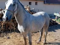 Hing, Lipizzaner — 6. fotó