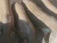 母猪 — 照片 1