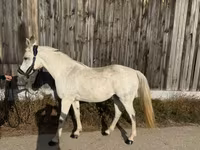 Kanca, Shagya — 5. fotó