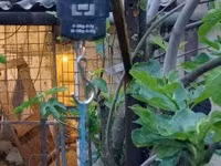 Guinea fowl — Foto 1