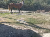 Cheval, Chevaux — photo 4