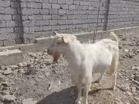 बकरा, Saanen goat — फ़ोटो 1