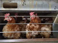 Chickens — zdjęcie 3