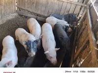 Porcs (lot, sexe non indiqué) — photo 3