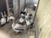 Geese — फ़ोटो 6