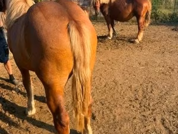 母马, Hungarian horse breed